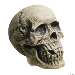 Realistic Rotting Skull Decoration