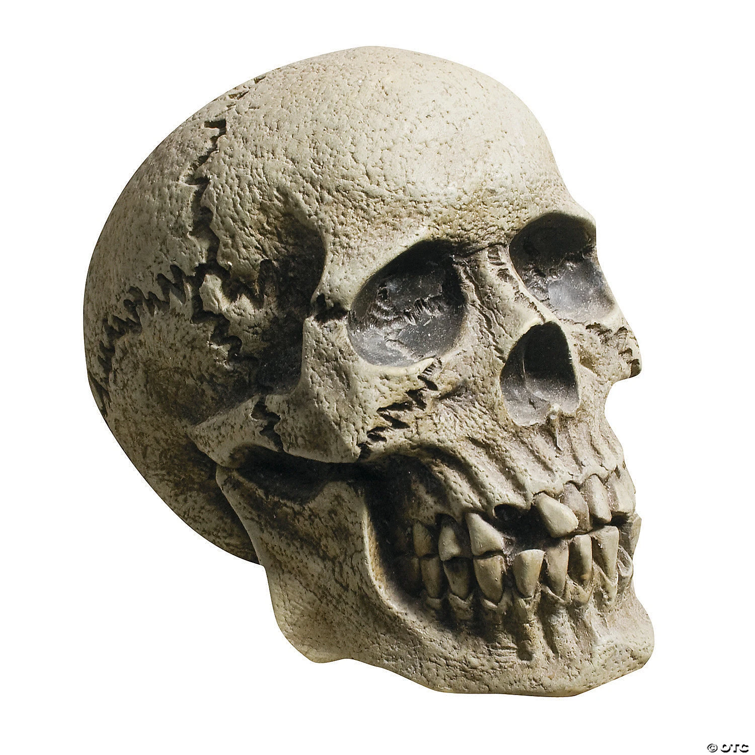 Realistic Rotting Skull Decoration 1 Realistic Rotting Skull Decoration