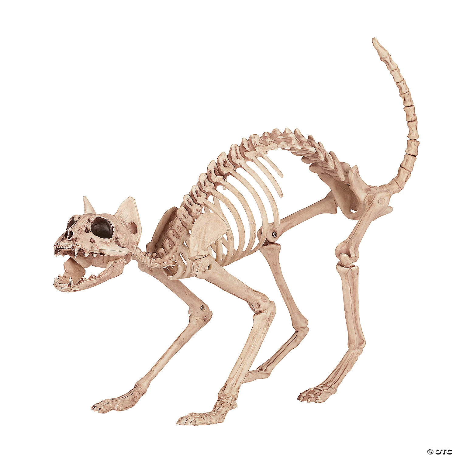 Skeleton Cat 1 Skeleton Cat