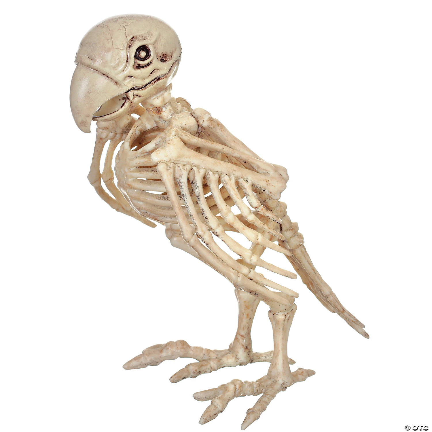 Skeleton Parrot Prop 1 Skeleton Parrot Prop